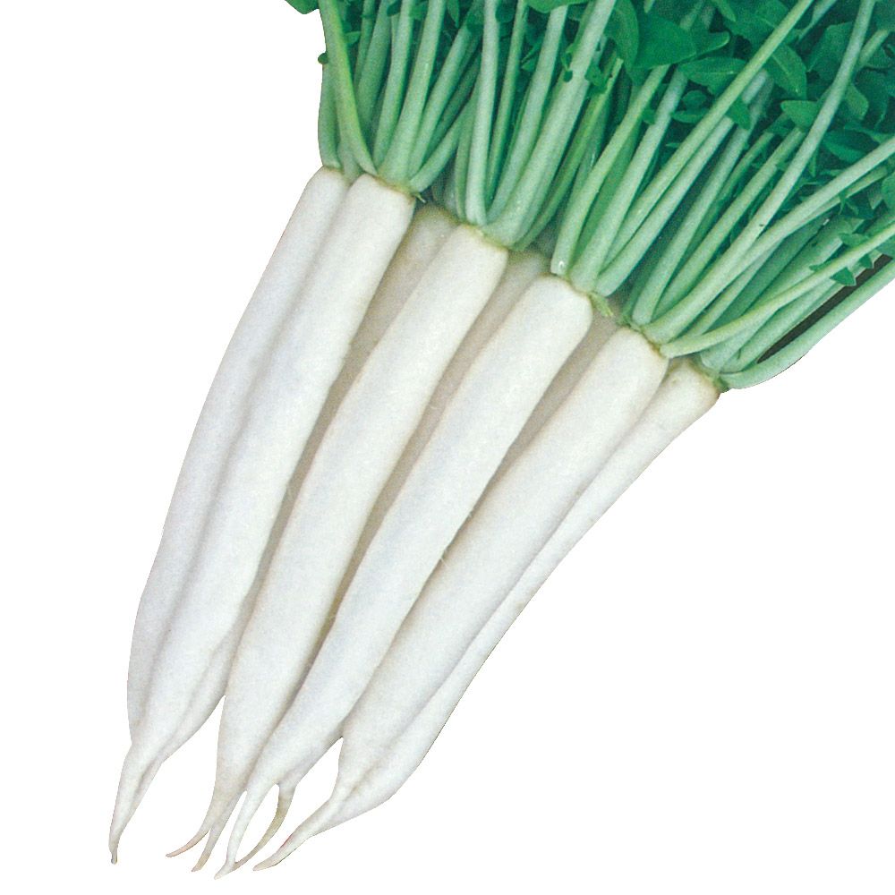 国華園 種 野菜たね ダイコン 祝だいこん 1袋（2ml） 大根 やさいの種