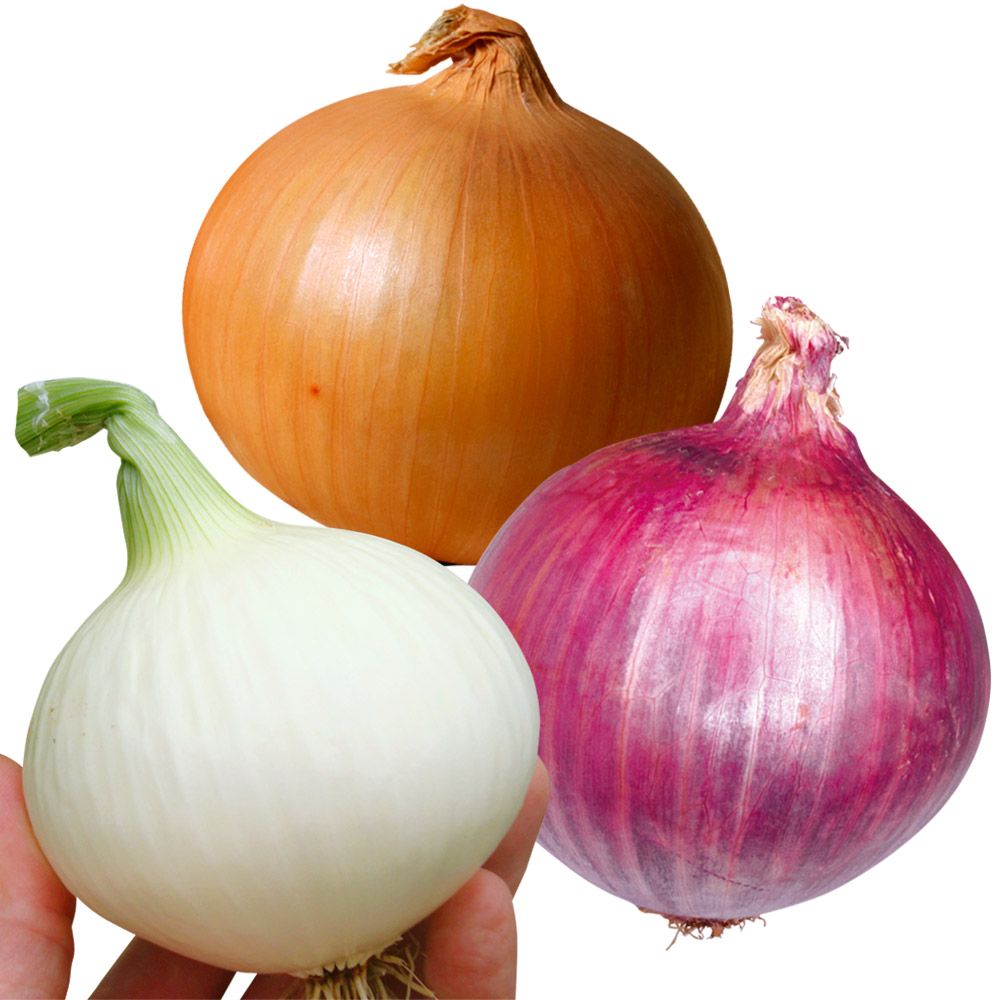 国華園 種 野菜たね タマネギ 玉ねぎ種 超得...の詳細画像2