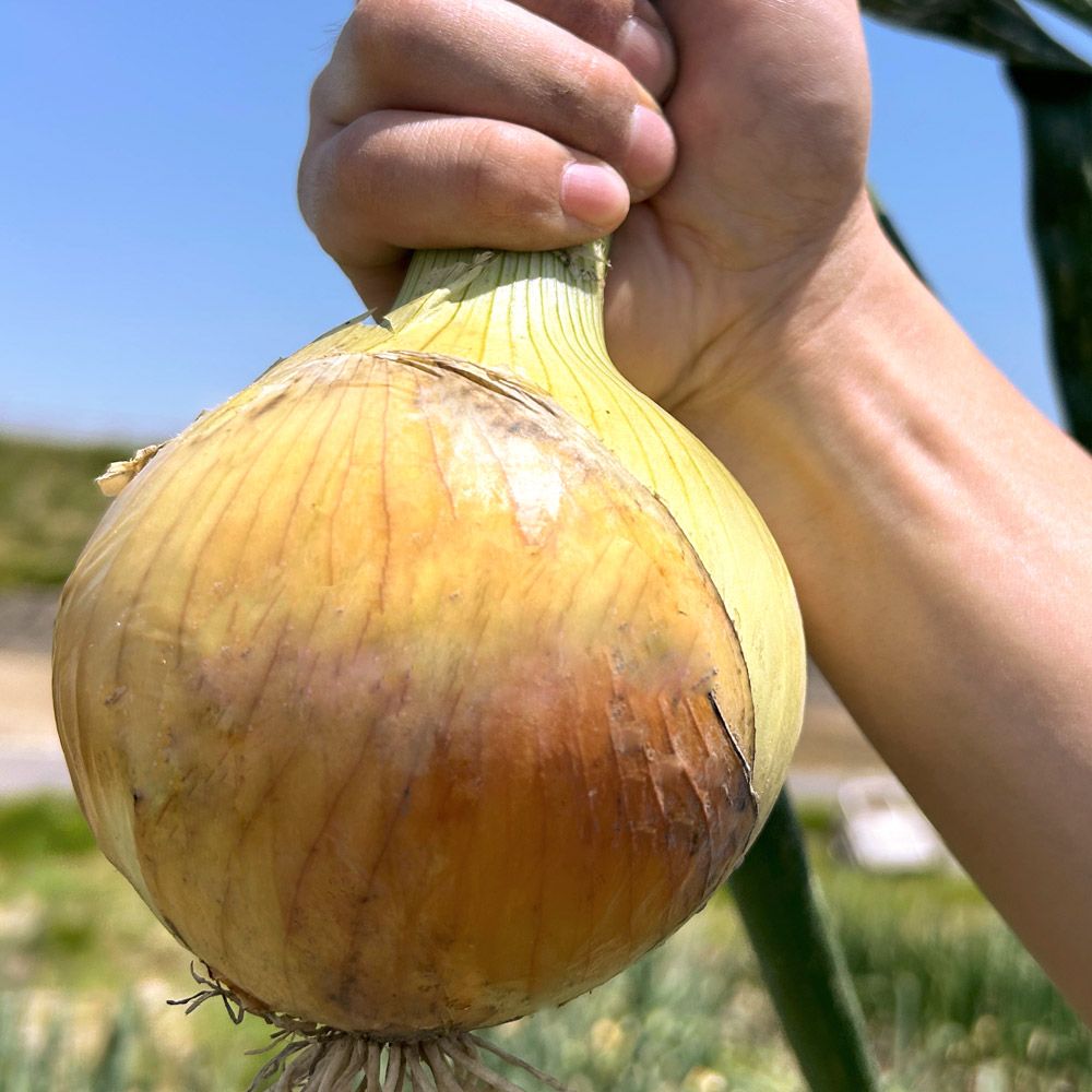 国華園 種 野菜たね タマネギ （中晩生）F1泉州の力 1袋（4ml） 玉葱