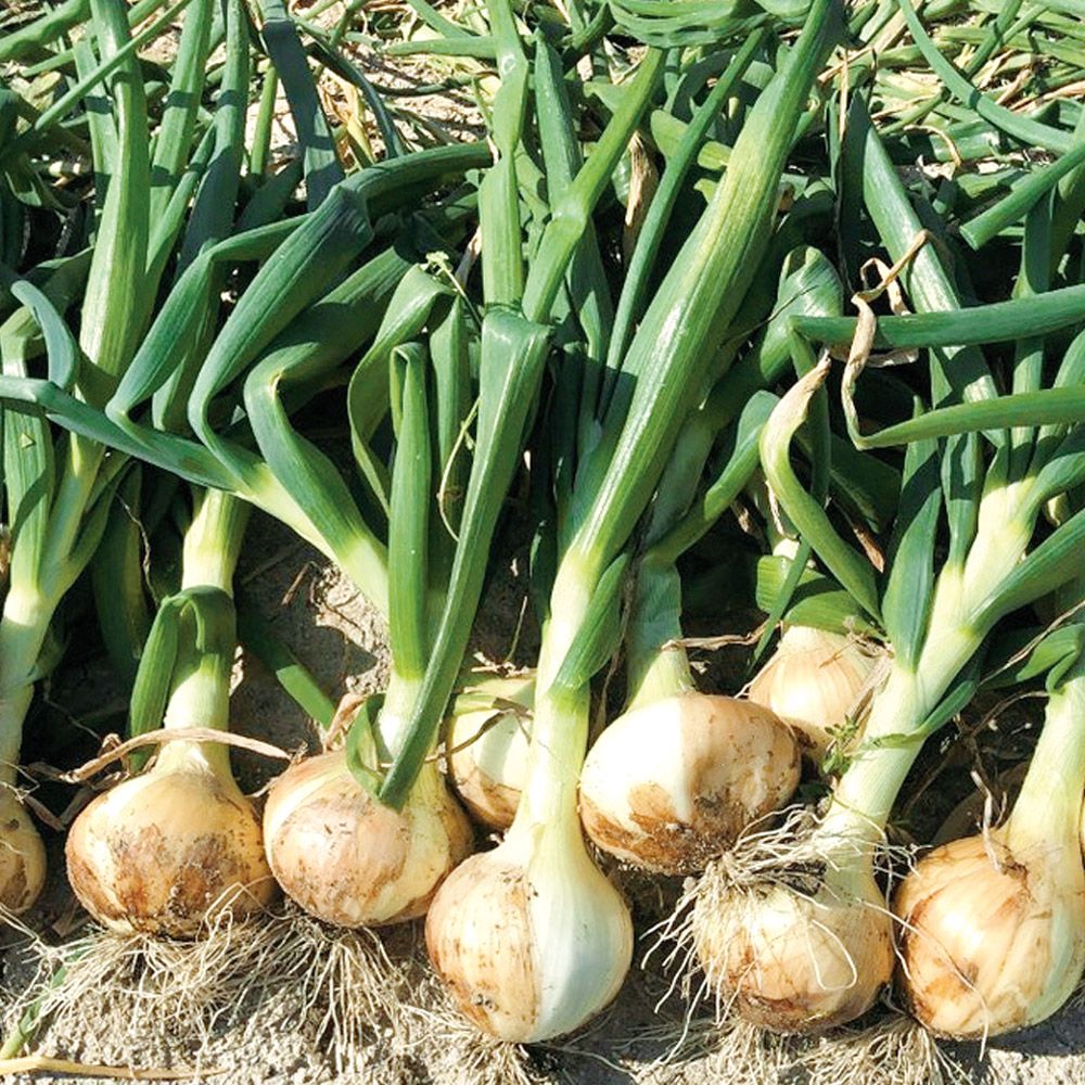 国華園 種 野菜たね タマネギ （超極早生）やわらか葉玉ねぎ 1袋（3ml