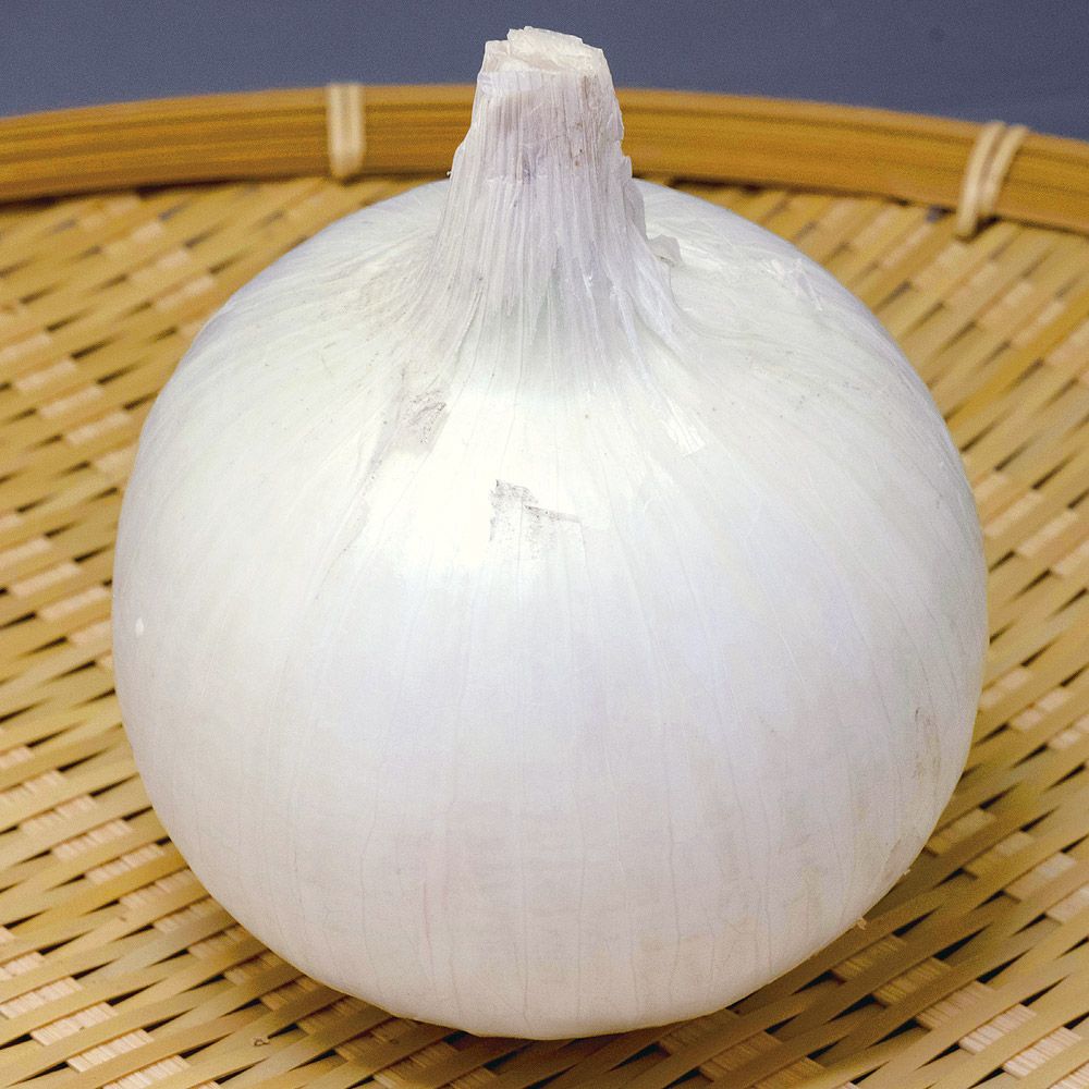 国華園 種 野菜たね タマネギ （早生）F1しら玉パール 1袋（2ml） 玉葱