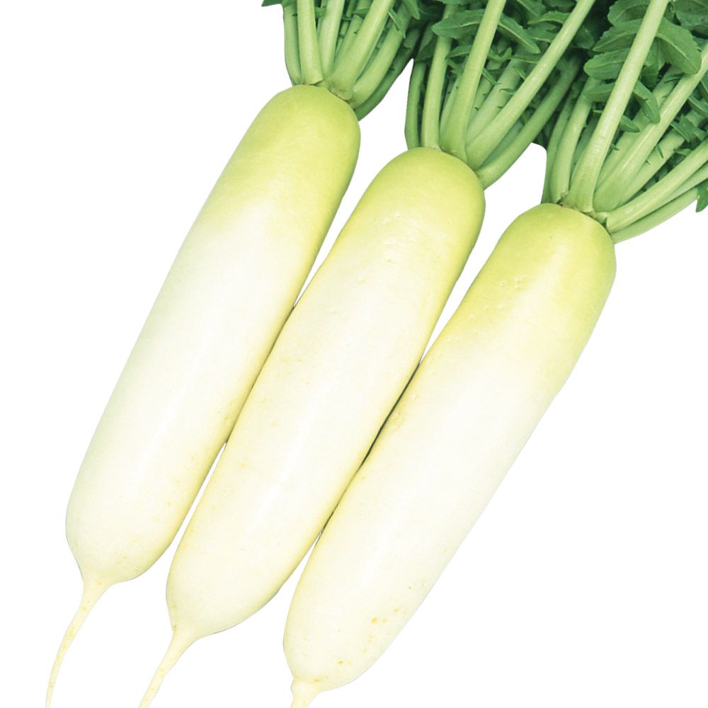 国華園 種 野菜たね ダイコン F1早まき早どりおでん大根 1袋（5ml 