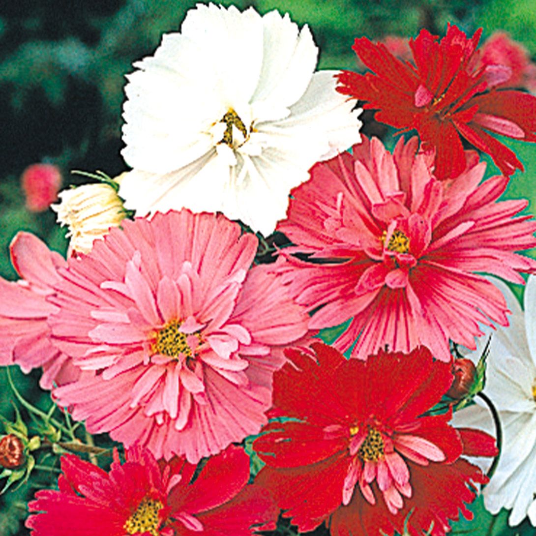 国華園 種 花たね コスモス サイケミックス 1袋(500mg) / 花の種 通販