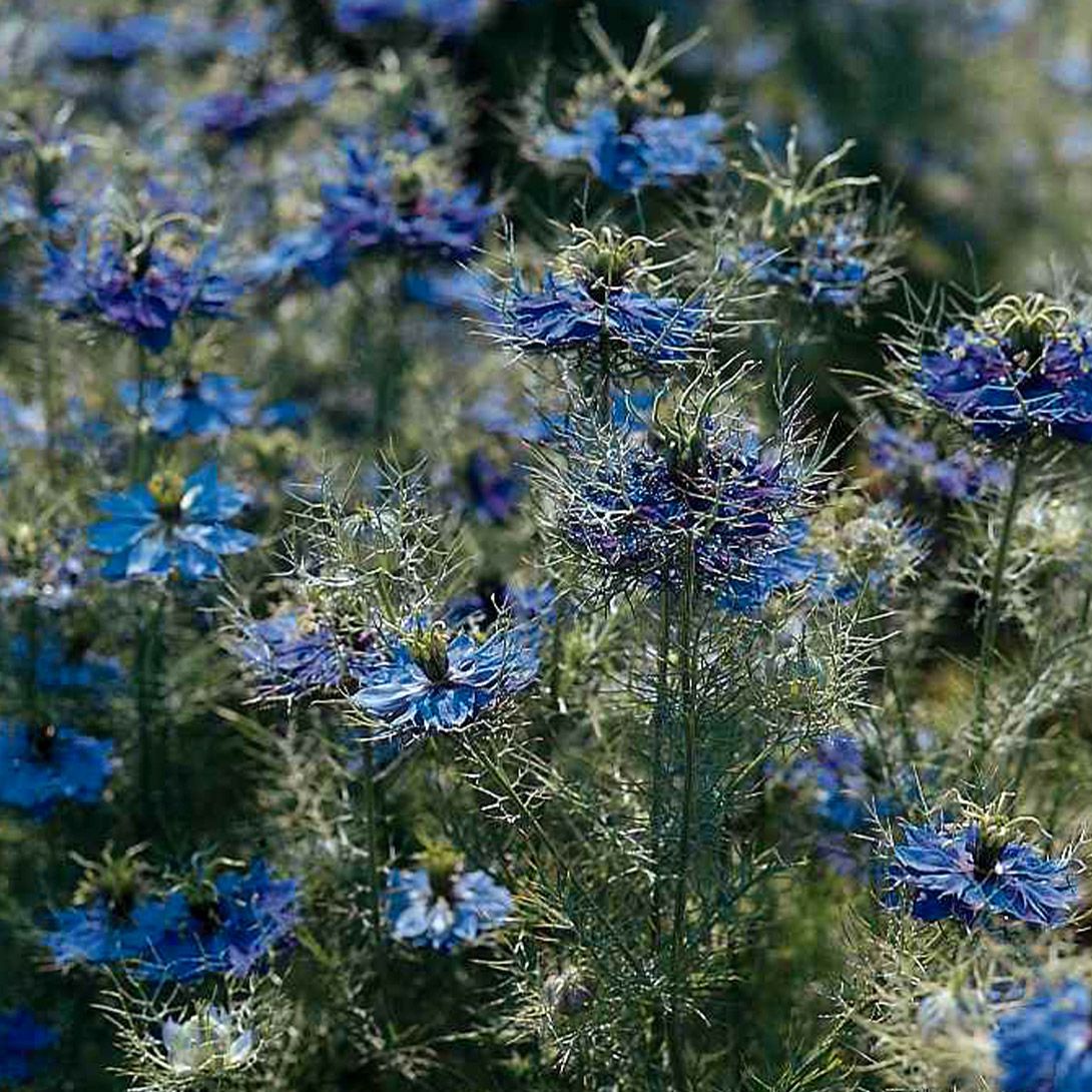 種 花たね ダリア コラレット咲混合 1袋(250mg) : 花と緑 国華園