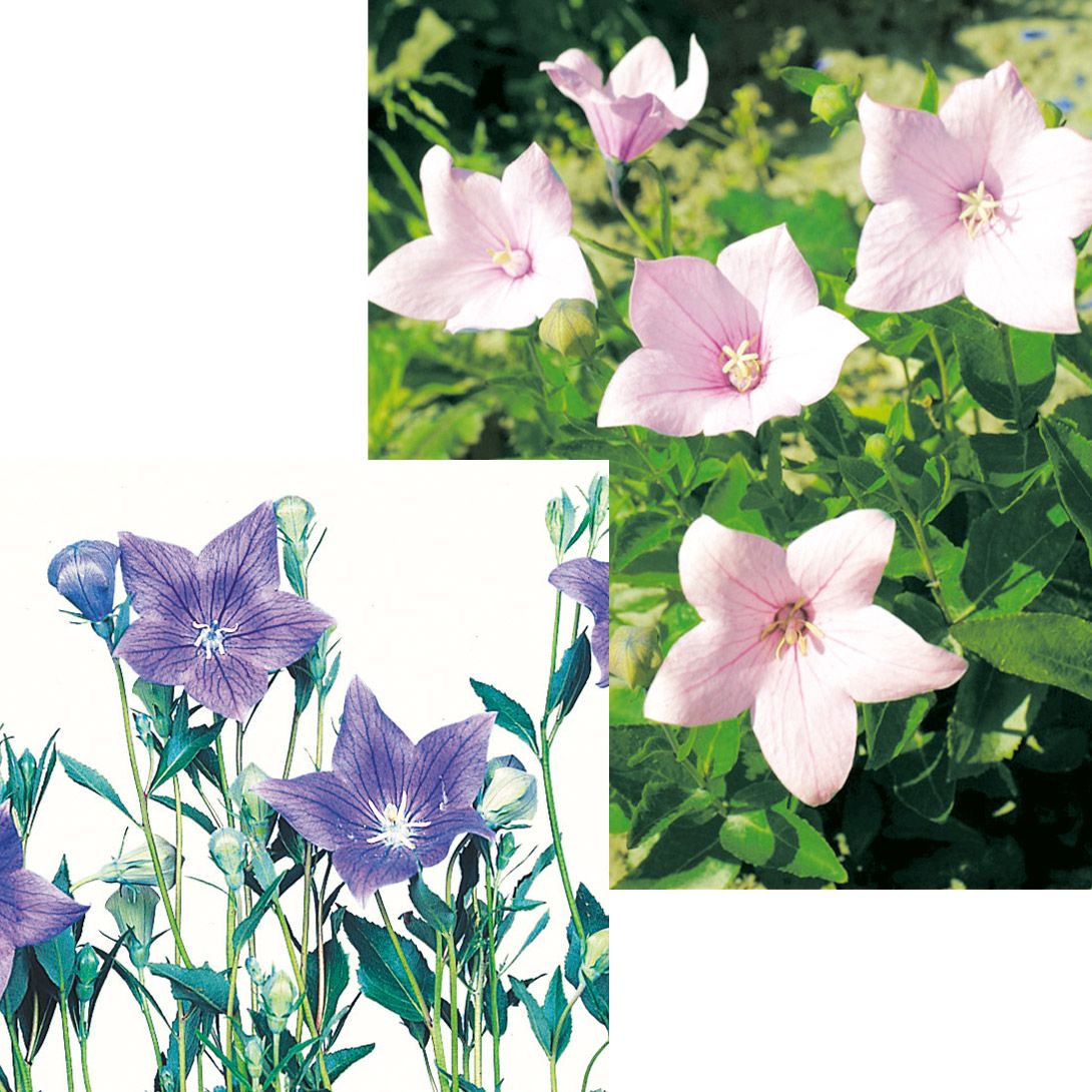 なたね 国華園 種 花たね キキョウミックス 1袋(60mg) / 花の種 通販 花種 は
