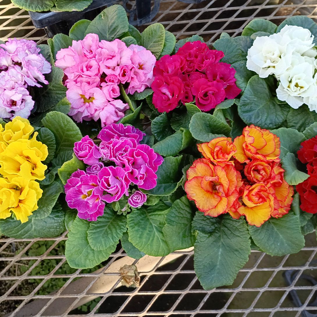 国華園 種 花たね わすれな草ミックス 1袋(100mg) / 花の種 通販 花種
