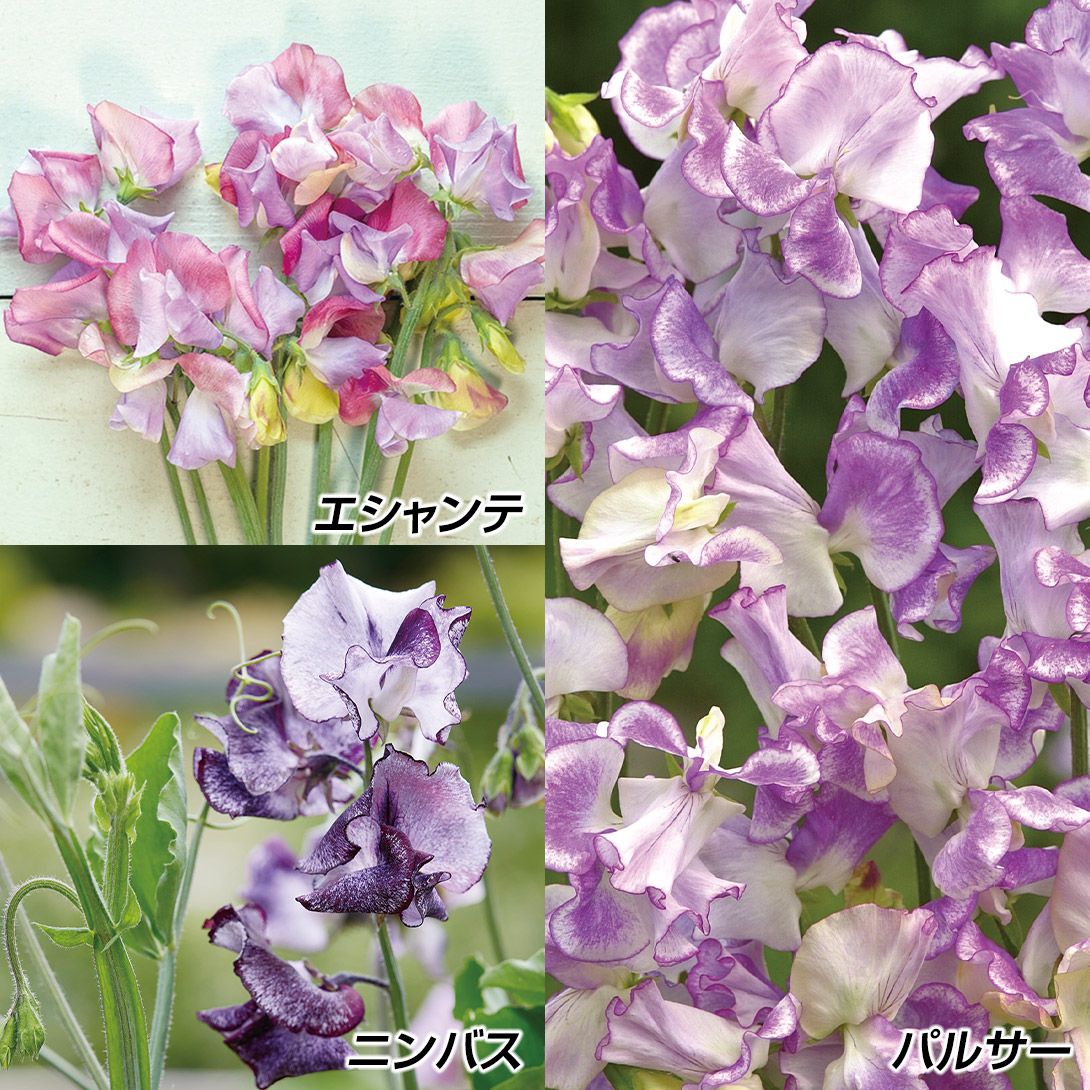 国華園 種 花たね スイートピー スイートピーセット 3種3袋 : 花と緑