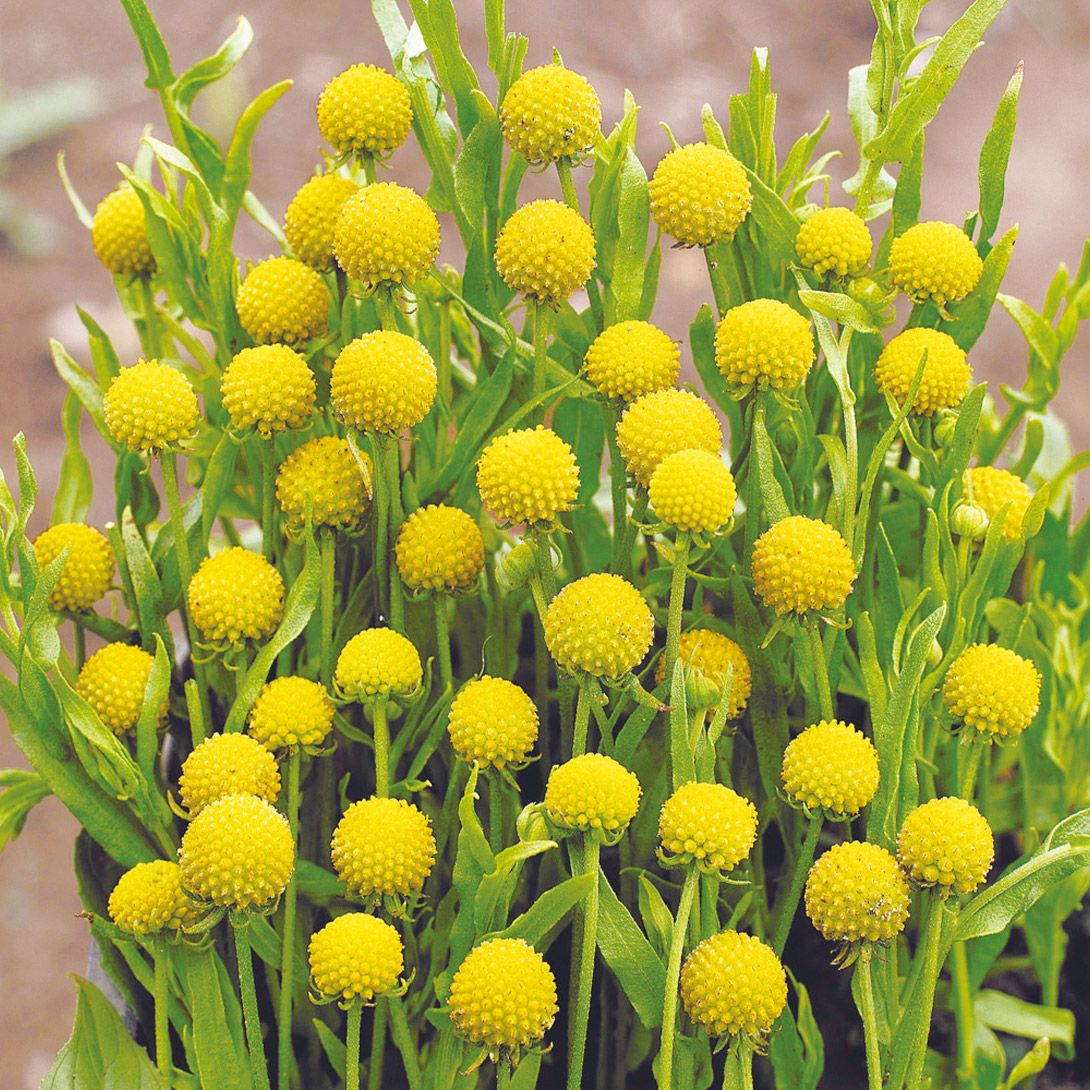 種 花たね ハイビスカス トリオナム 1袋(200mg) : 花と緑 国華園
