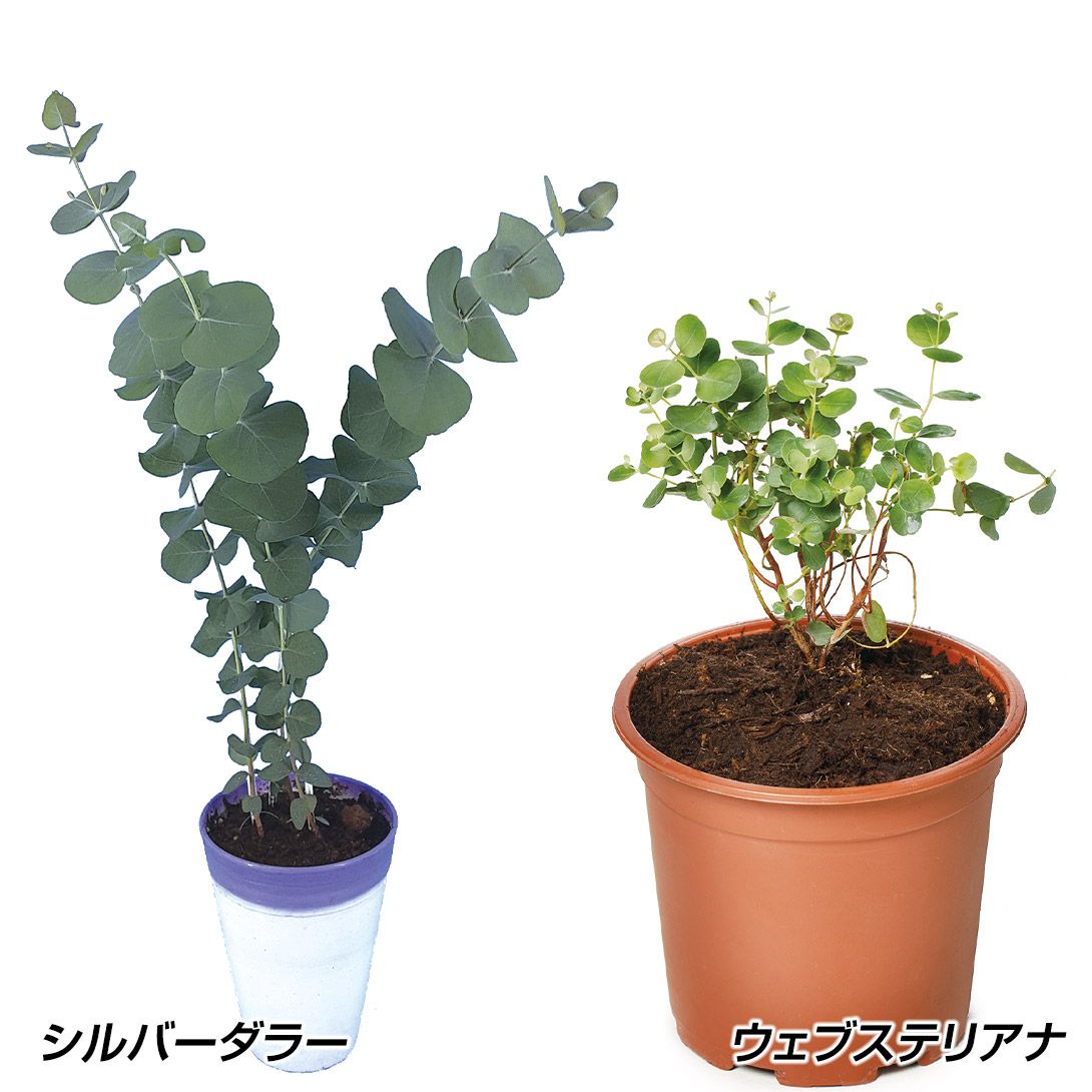 ユーカリ 種」の人気商品一覧・価格比較 - 価格.com