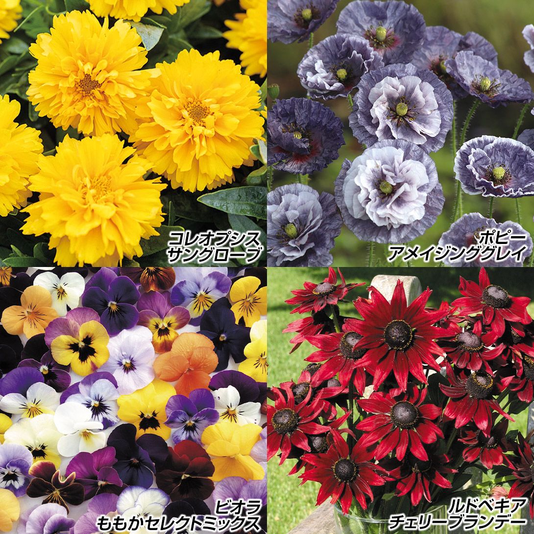 国華園 種 花たね イチオシ花壇向き花種セット 4種4袋 / 花の種 通販 花種 はなたね 鉢植え向き : 花と緑 国華園 - 通販 ...