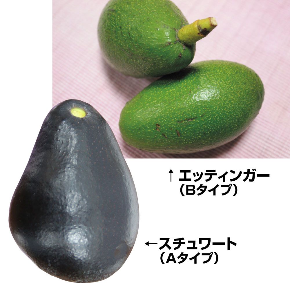 国華園 果樹苗 アボカド 寒さに強いアボカドCセット 2種2株 : 花と緑