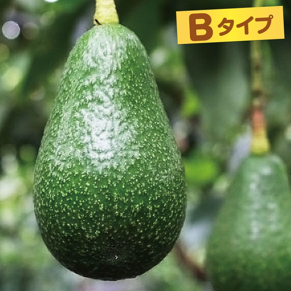 グァバ スイートホワイトグァバ 1株 トロピカルフルーツ 果樹苗 国華園