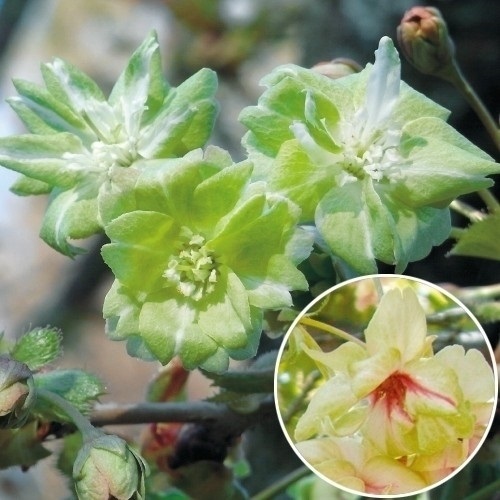 桜 苗 苗木 御衣黄 1株 さくら サクラ 桜の苗木 桜の木 庭木 植木 花木