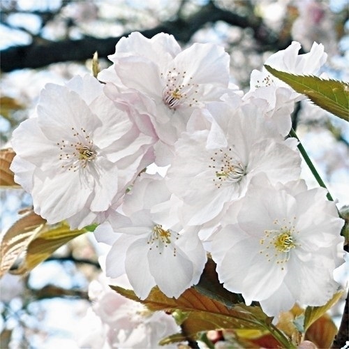 市販 桜 苗 苗木 楊貴妃 1株 さくら サクラ 桜の苗木 桜の木 庭木 植木