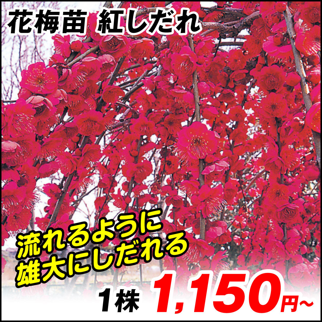 紅しだれ