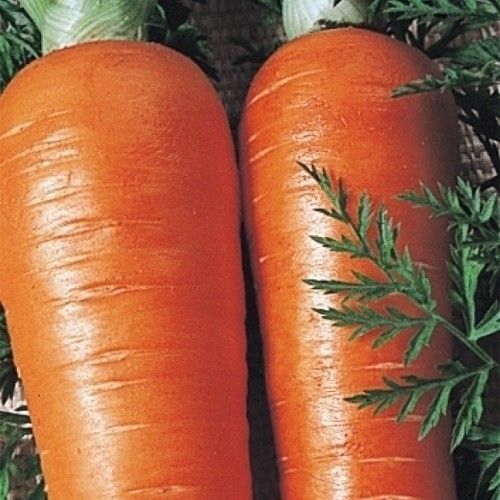 種 野菜たね ニンジン F1くろにんじん 1袋（コート種子 50粒） 人参