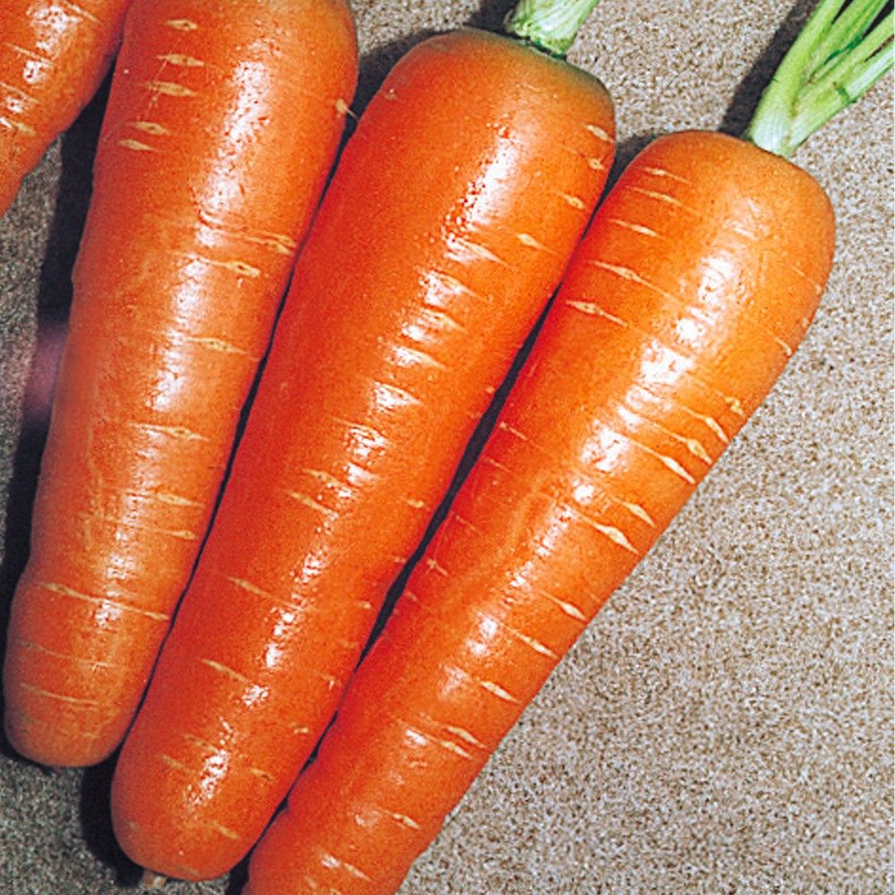 種 野菜たね ニンジン F1金美シトロン 1袋（コート種子200粒）きんび