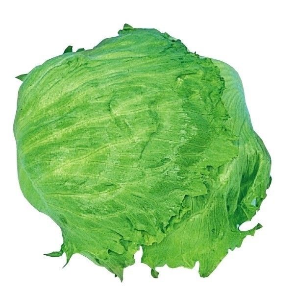 種 野菜たね レタス グレートレーク 1袋（2ml） やさいの種 国華園