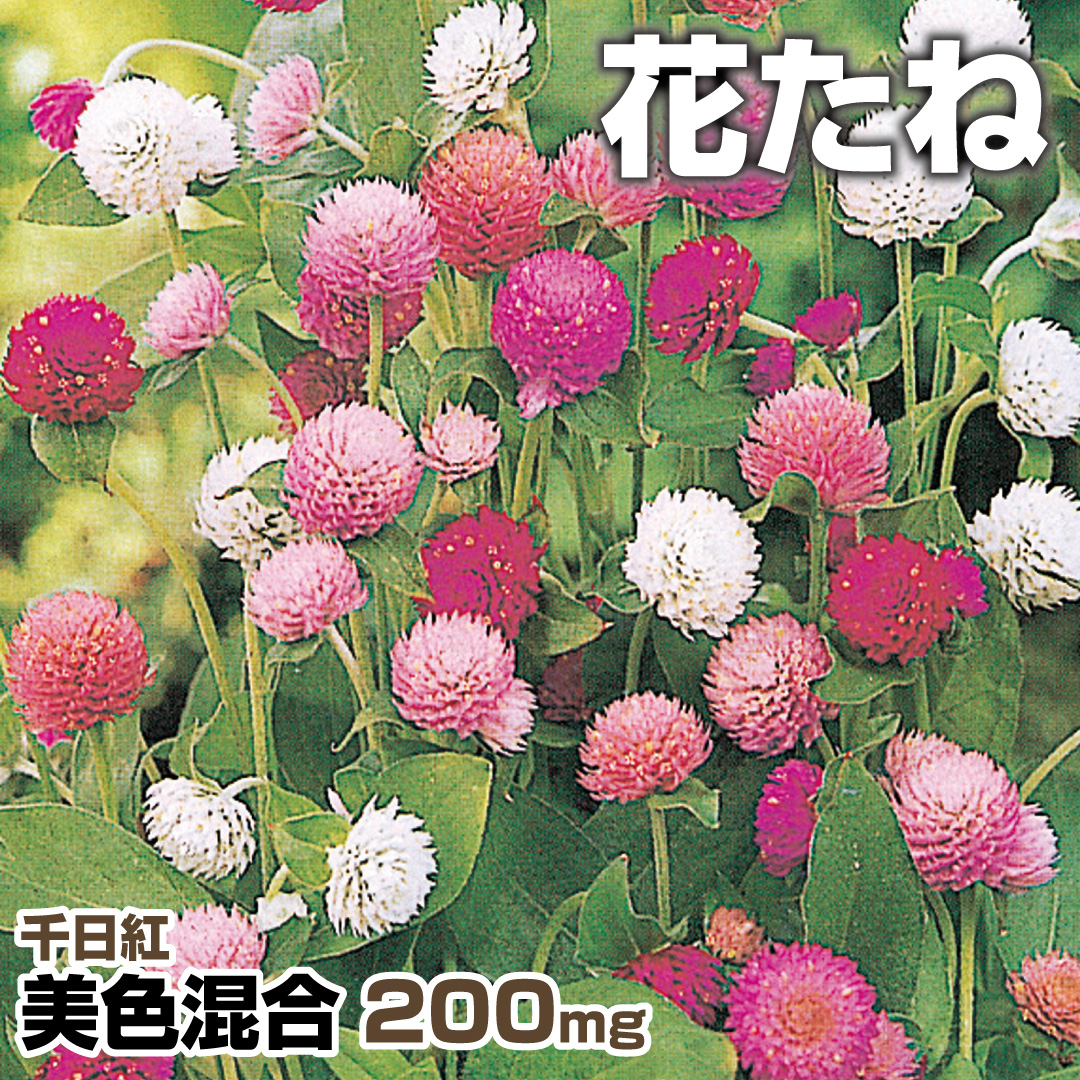 種 花たね 千日紅美色混合 1袋（300mg) / 花種 センニチコウ 花