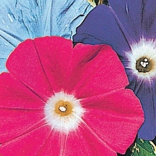 あさがおのたね朝顔の種 種 花たね 朝顔 巨大輪日本朝顔混合 1袋(15粒) : 花と緑 国華園 - 通販