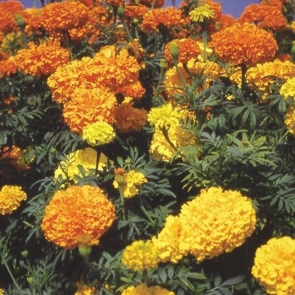 種 花たね マリーゴールド F1チェディ オレンジ 1袋(25粒) : 花と緑 国