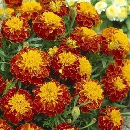 種 花たね フレンチマリーゴールド タイガーアイ 1袋(500mg)の説明