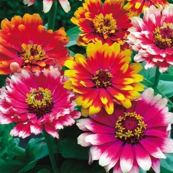 種 花たね 百日草カロッセル混合 1袋(1000mg) : 花と緑 国華園 - 通販