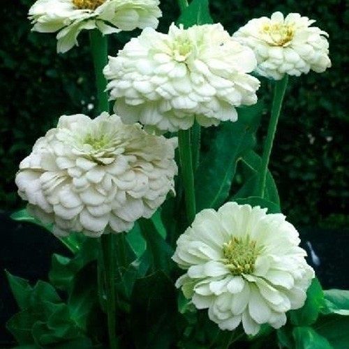 種 花たね 百日草 ホワイト 1袋(1000mg) : 花と緑 国華園 - 通販