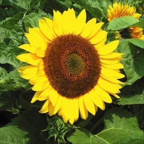 種 花たね ひまわり 太陽 1袋(1000mg) : p11s7-7072 : 花と緑 国華園 