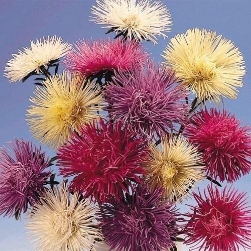 種 花たね 針咲アスター混合 1袋(400mg)｜kokkaen