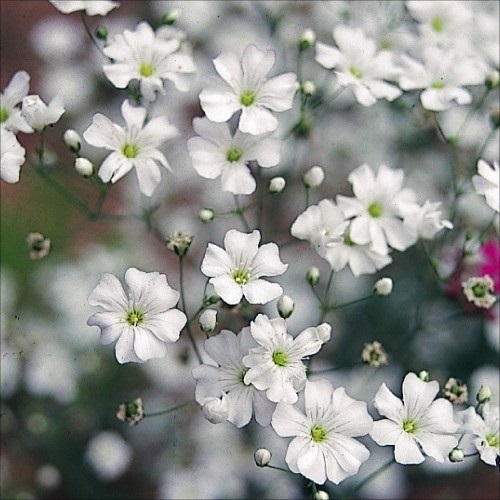 種 花たね 白花かすみ草 1袋(400mg)｜kokkaen