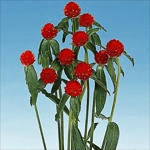 種 花たね 千日紅 ストロベリーフィールズ 1袋(300mg)｜kokkaen
