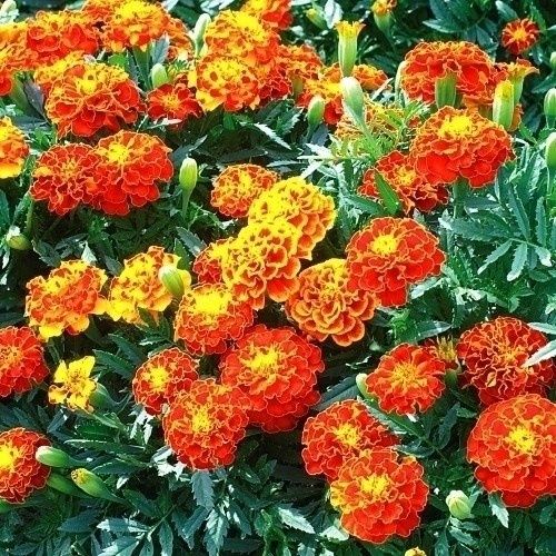 種 花たね大量販売 矮性マリーゴールド畑（フレンチ系) 1袋(10g) : 花