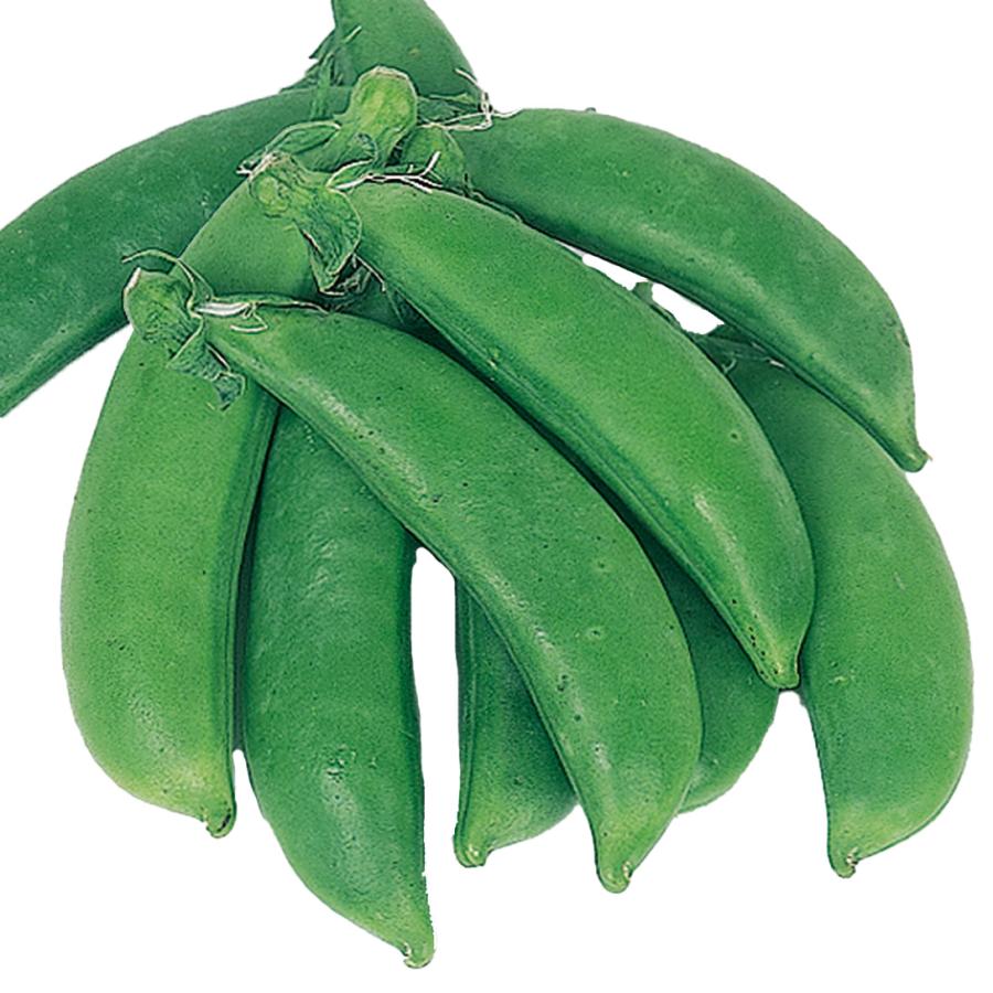 スナップエンドウ エンドウ マメ タネ 晩生スナップ豌豆 1袋 30ml 種 野菜たね 至上 スナップエンドウ エンドウ マメ タネ 晩生スナップ豌豆 1袋 30ml 種 野菜たね 至上