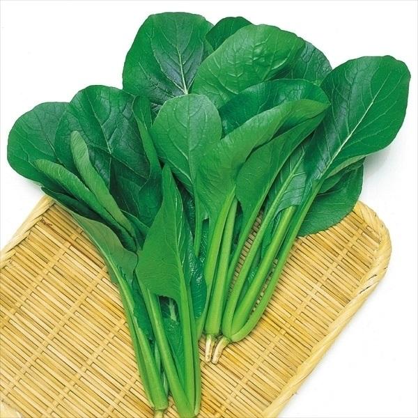 小松菜 種 たね F1丸葉小松菜 1袋(6ml) コマツナ こまつ菜 菜類 野菜たね YTC66
