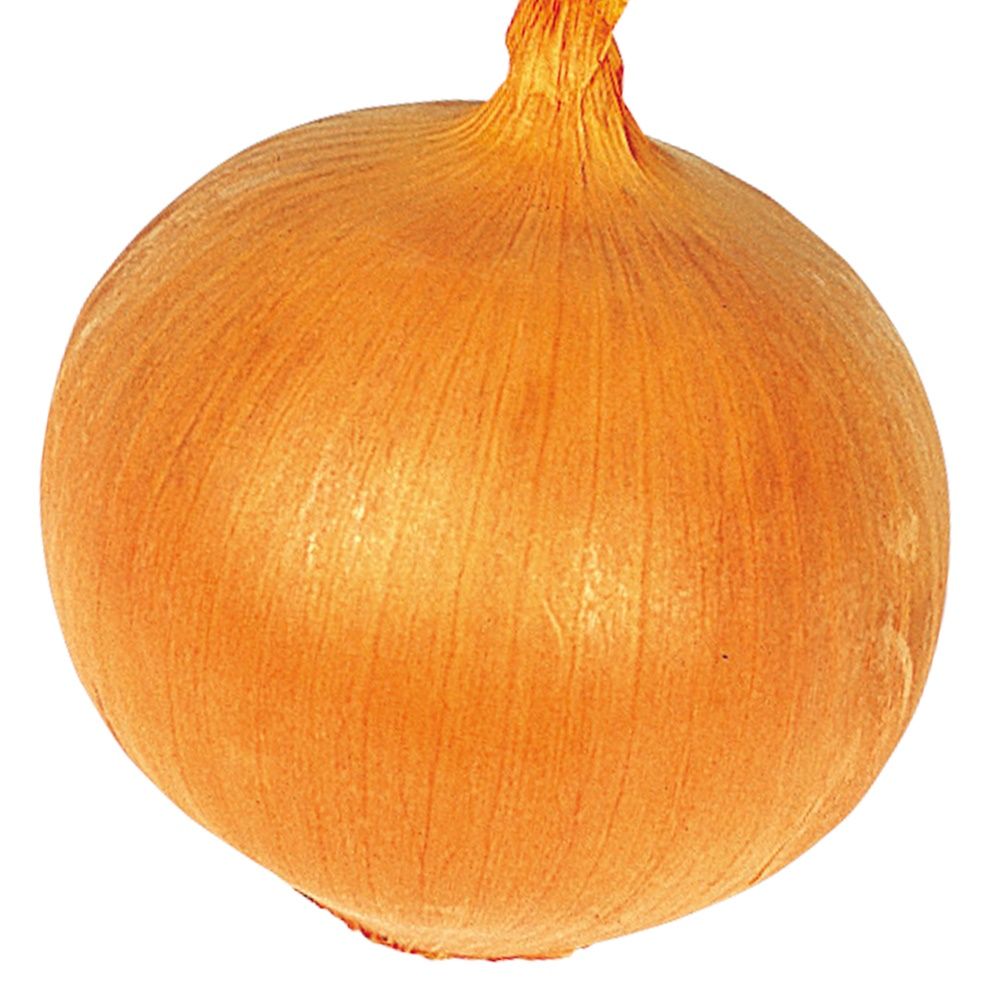 国華園 種 野菜たね タマネギ （極早生）極早生黄玉葱 1袋（2ml） 玉葱