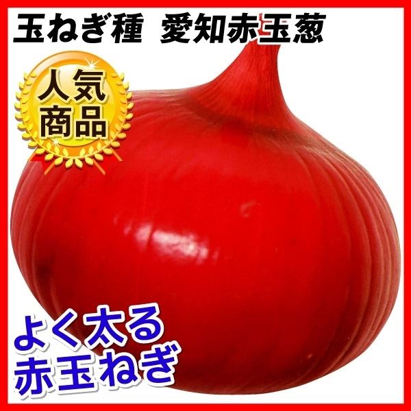 最大78％オフ！赤玉葱（レッド玉ねぎ・紫たまねぎ・レッドオニオン