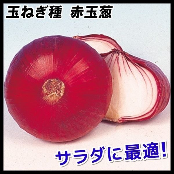 タマネギ 種 たね 赤玉葱 1袋(3ml) 玉葱 玉ねぎ 野菜たね YTC03