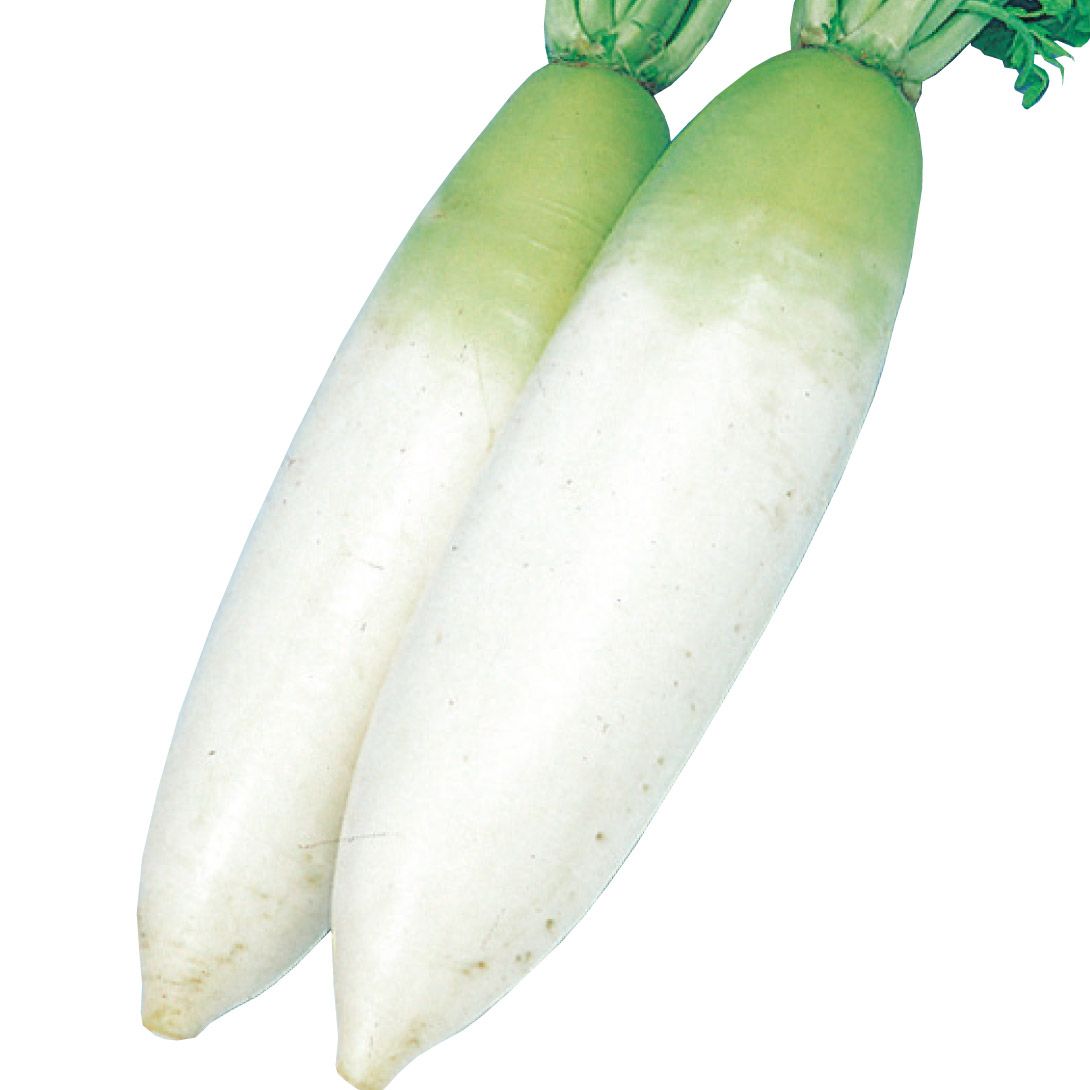 国華園 種 野菜たね ダイコン 宮重総太り 1袋（10ml） 大根 やさいの種