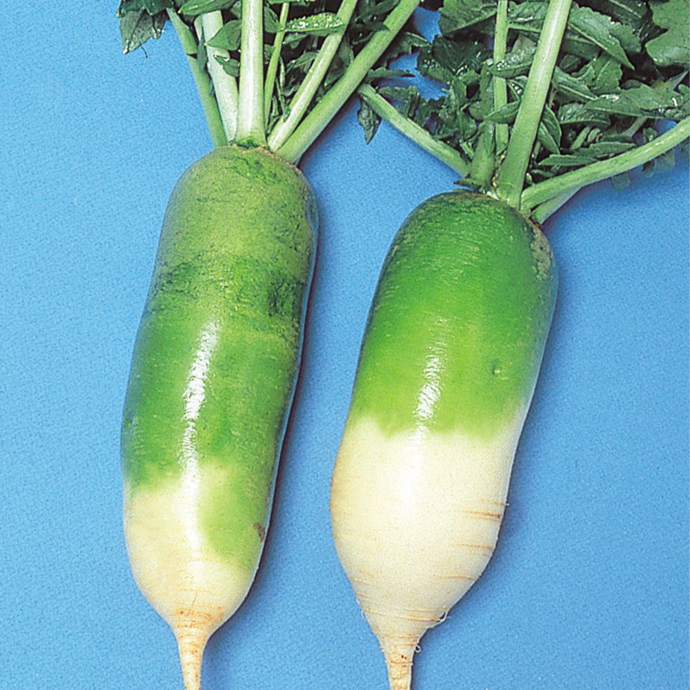 ダイコン売ります 国華園 種 野菜たね ダイコン ビタミン大根 1袋（10ml） 爆買 : 花と緑