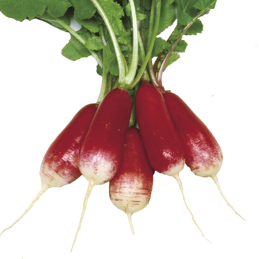 国華園 種 野菜たね ダイコン 紅芯大根 1袋（8ml） こうしんだいこん