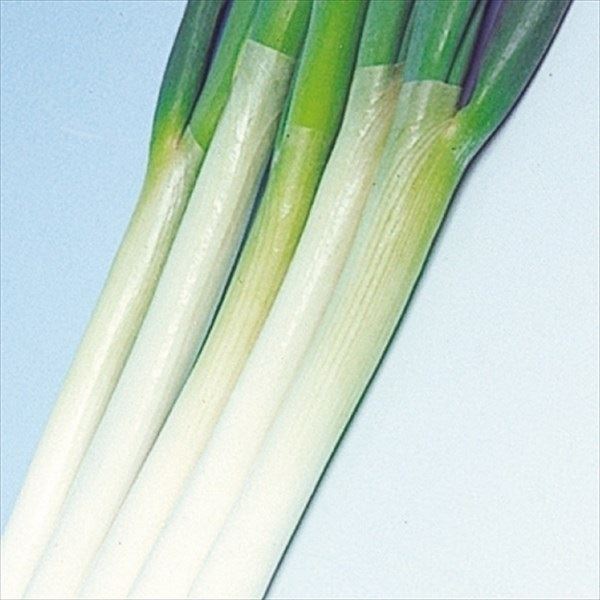 種 野菜たね ネギ 石倉根深太葱 1袋(8ml) : p6c-075 : 花と緑 国華園 