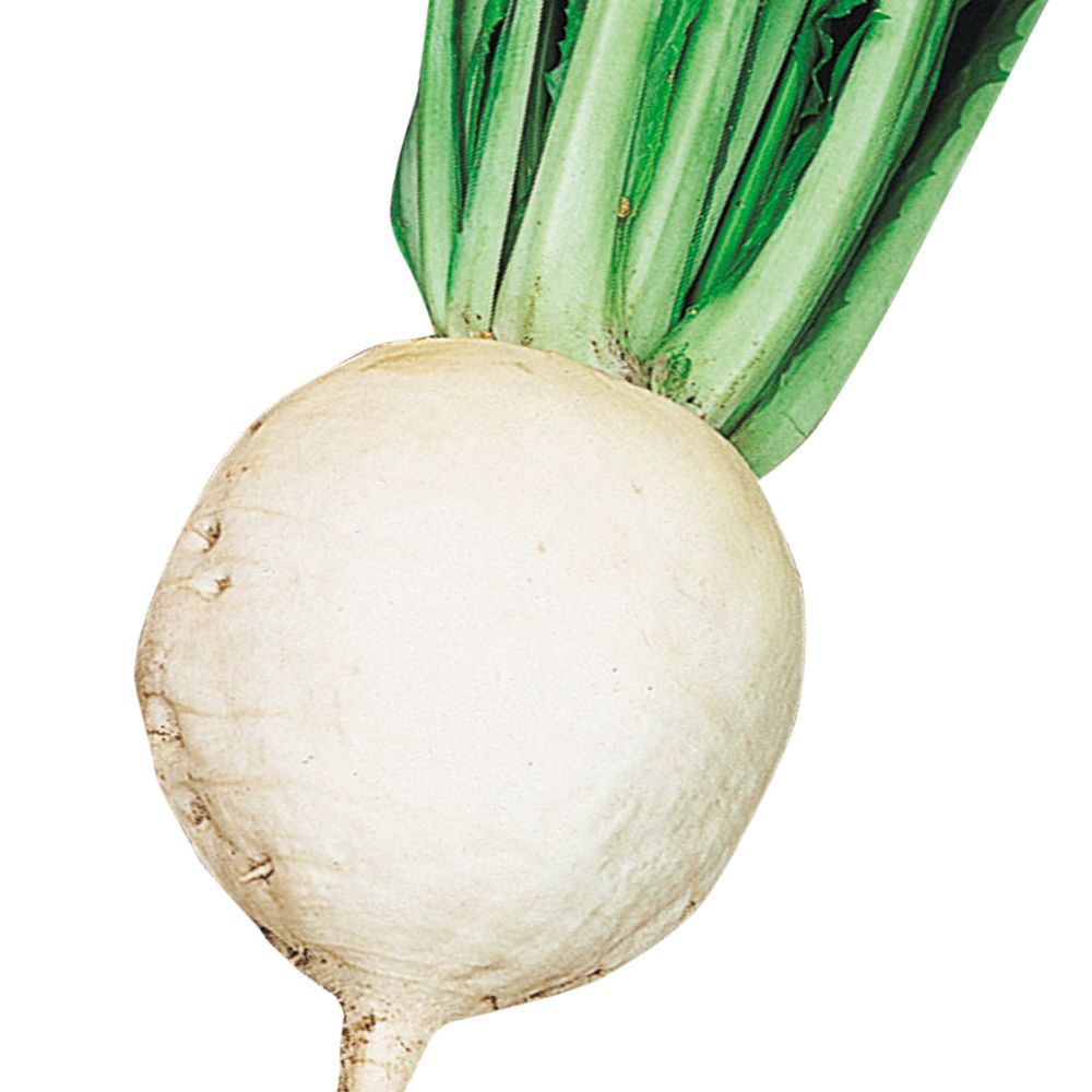 国華園 種 野菜たね カブ 聖護院大かぶ 1袋...の詳細画像2