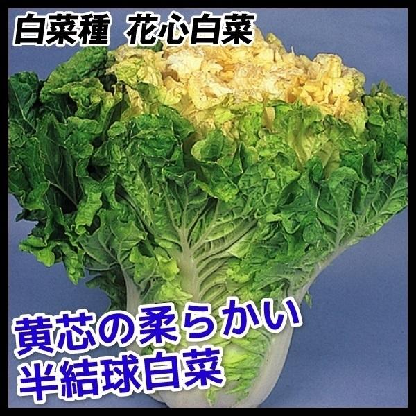 ハクサイ 種 たね 花心白菜 1袋(5ml) 白菜 野菜たね YTC13
