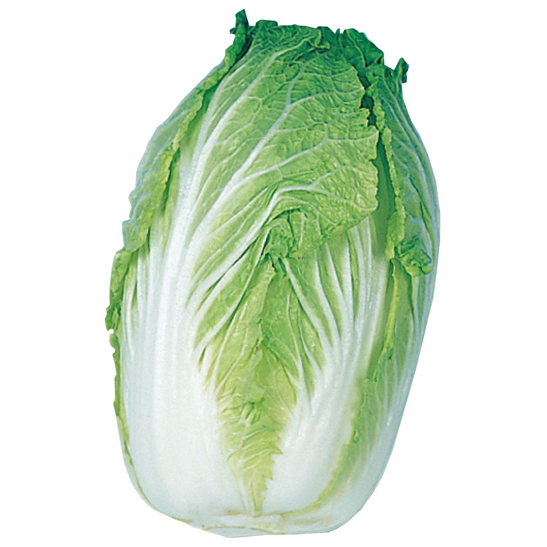 国華園 種 野菜たね ハクサイ 加賀結球白菜 1袋（5ml） 白菜 やさいの