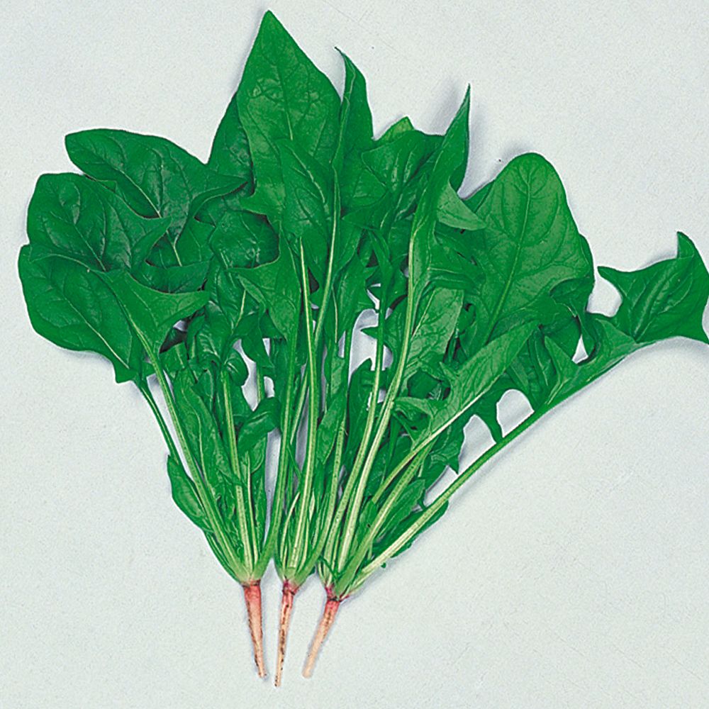 国華園 種 野菜たね ホウレン草 新日本ほうれん草 1袋（25ml） 法蓮草