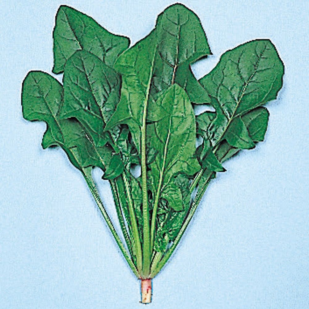 国華園 種 野菜たね ホウレン草 日本大葉ほう...の詳細画像1