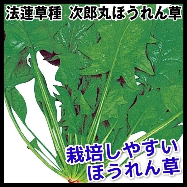 種 野菜たね ホウレン草 次郎丸ほうれん草 1袋（30ml） ほうれんそう 法蓮草 やさいたね タネ 国華園 こっかえん｜kokkaen