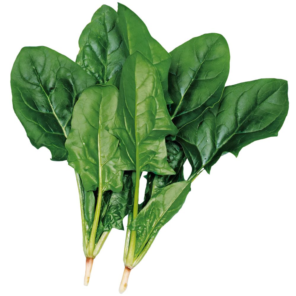 国華園 種 野菜たね ホウレン草 早生ほうれん...の詳細画像1