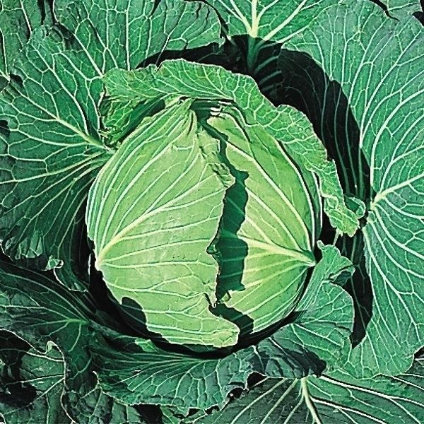 国華園 種 野菜たね キャベツ F1雪中甘藍 ...の詳細画像1